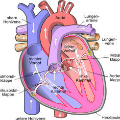 Schema des menschlichen Herzens_Jakov